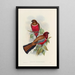 Une monographie des Trogonidae ou famille des trogons Pl47 - John Gould — ingelijst kunstwerk aan de muur
