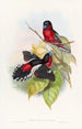 Eurylaime allié - John Gould — weergave van het kunstwerk