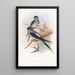 Hémiprocné barbu - John Gould — ingelijst kunstwerk aan de muur
