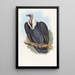 Vautour du Bengale - John Gould — ingelijst kunstwerk aan de muur
