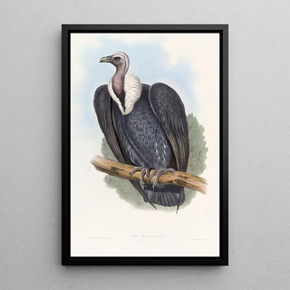 John Gould - Bengal Vulture.webp