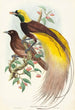Oiseau de paradis Paradisea apoda - John Gould — weergave van het kunstwerk