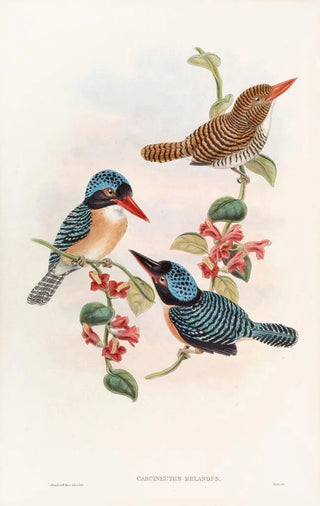 John Gould - Blackfaced Kingfisher.webp