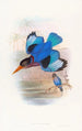 Martin-pêcheur blauw en wit - John Gould — weergave van het kunstwerk