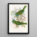 Nyctiornis à gorge bleue - John Gould — ingelijst kunstwerk aan de muur