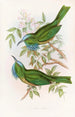 Nyctiornis à gorge bleue - John Gould — weergave van het kunstwerk