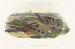 Europese uil - John Gould — weergave van het kunstwerk