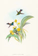 Damophila amabilis - John Gould — weergave van het kunstwerk