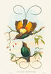 Diphyllodes chrysoptera - John Gould — weergave van het kunstwerk