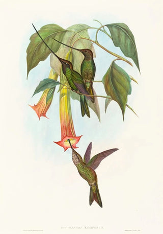 John Gould - Docimastes ensiferus.webp
