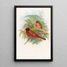 Trogon de Duvaucel - John Gould — ingelijst kunstwerk aan de muur