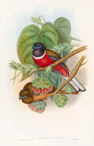 John Gould - Fasciated Trogon.webp