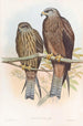 Milan van Govinda - John Gould — weergave van het kunstwerk
