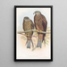 Milan van Govinda - John Gould — ingelijst kunstwerk aan de muur