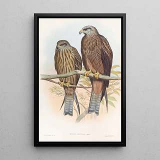 John Gould - Govinda Kite.webp