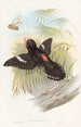 Grote eurylaime - John Gould — weergave van het kunstwerk