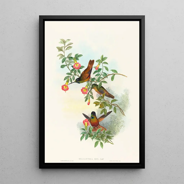 John Gould - Helianthea eos.webp
