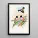 Eurylaime à capuchon - John Gould — ingelijst kunstwerk aan de muur