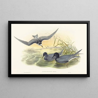 John Gould - Hydrochelidon nigra.webp
