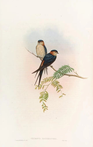 John Gould - Indian MosqueSwallow.webp