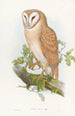 Kleine inheemse uil schilderij - John Gould — weergave van het kunstwerk