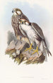 Faucon Jugger - John Gould — weergave van het kunstwerk