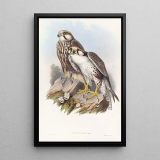John Gould - Jugger Falcon.webp