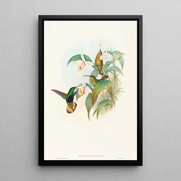 John Gould - Lafresnaya flavicaudata.webp