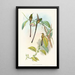 Lesbia Amaryllis - John Gould — ingelijst kunstwerk aan de muur