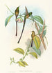 Lesbia Amaryllis - John Gould — weergave van het kunstwerk