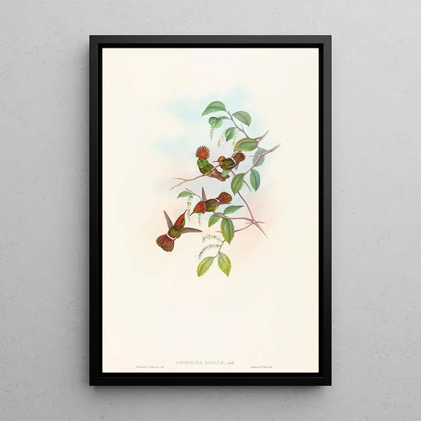 John Gould - Lophornas reginae.webp