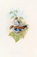 Eurylaime luné - John Gould — weergave van het kunstwerk