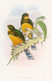 Trogon de Macklot - John Gould — weergave van het kunstwerk