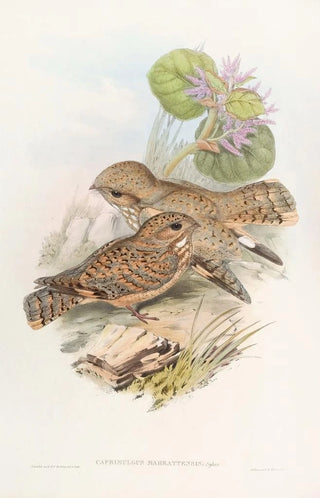 John Gould - Mahratta Nightjar.webp