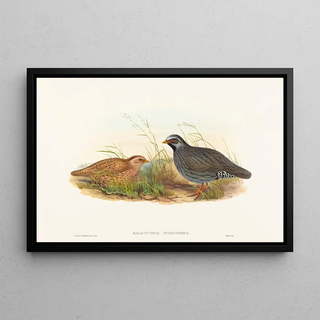 John Gould - Malacoturnix superciliosus.webp