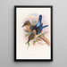 Martin-pêcheur mantelé - John Gould — ingelijst kunstwerk aan de muur