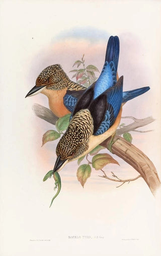 John Gould - Mantled Kingfisher.webp
