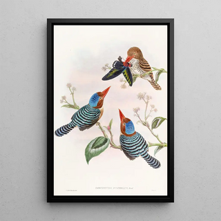 John Gould - Manycoloured Kingfisher.webp