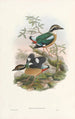 Monografie des Pittidae Pl01 - John Gould — weergave van het kunstwerk