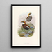 Monografie van de Pittidae Pl03 - John Gould — ingelijst kunstwerk aan de muur