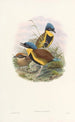 Monografie van de Pittidae Pl05 - John Gould — weergave van het kunstwerk
