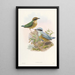 Monografie van de Pittidae Pl06 - John Gould — ingelijst kunstwerk aan de muur