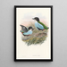 Monografie van de Pittidae Pl08 - John Gould — ingelijst kunstwerk aan de muur