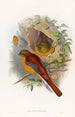 Trogon montagnard - John Gould — weergave van het kunstwerk