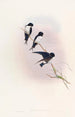 Hirondelle de Népal - John Gould — weergave van het kunstwerk