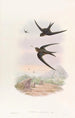 Martinet à toit de palmier - John Gould — weergave van het kunstwerk