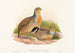Perdix barbata - John Gould — weergave van het kunstwerk