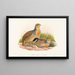 Perdix barbata - John Gould — ingelijst kunstwerk aan de muur