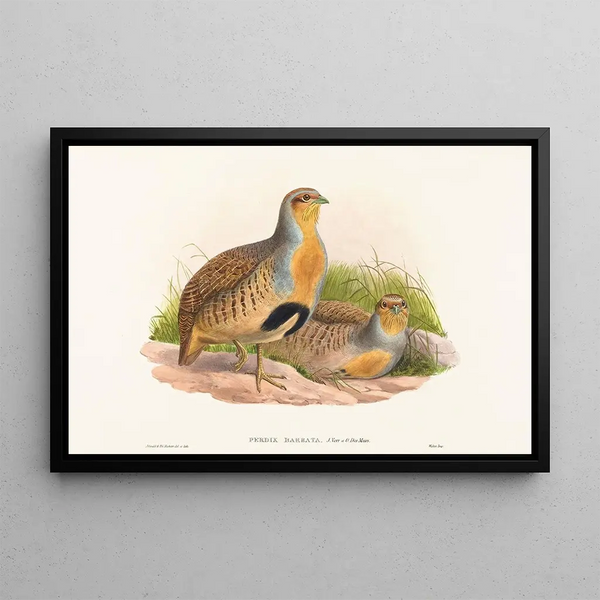 Perdix barbata - John Gould — ingelijst kunstwerk aan de muur