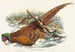 Phasianus colchicus - John Gould — weergave van het kunstwerk